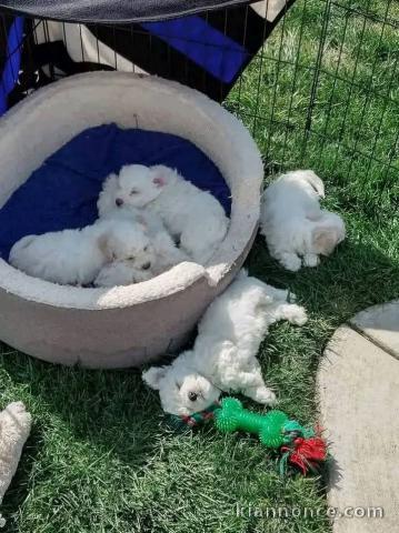 Adoption Chiot bichon maltais 