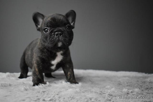 chiot bouledogue français a donner 