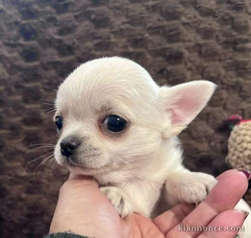 Chiot chihuahua mâle a donner 