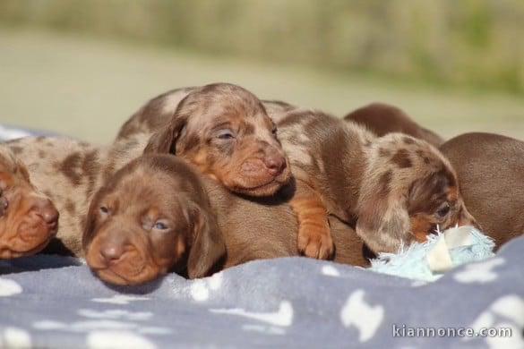 chiot Teckels à poil ras à donner 