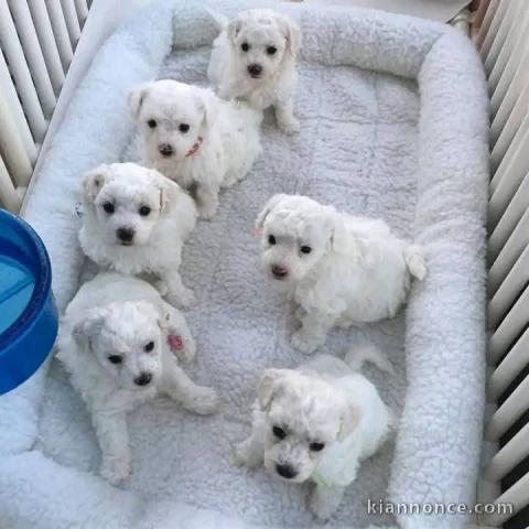 Adoption chiot bichon maltais disponibles 