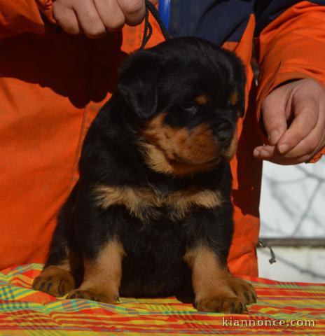 Adorable chiot rottweiler disponibles 