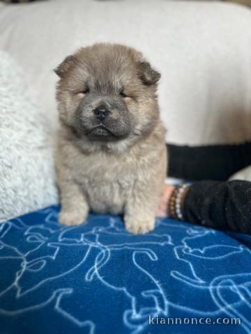 Adorable chiot chow-chow a donner 