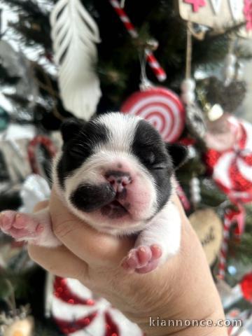 A donner chiot bouledogue français 