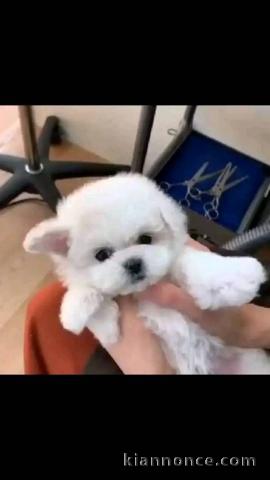 Chiot bichon maltais femelle 