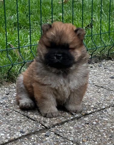 chiot chow-chow pour adoption 