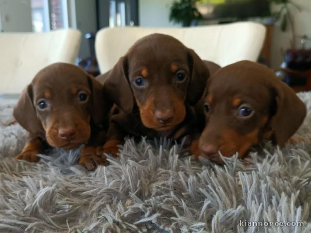 chiot Teckels à poil ras à donner 