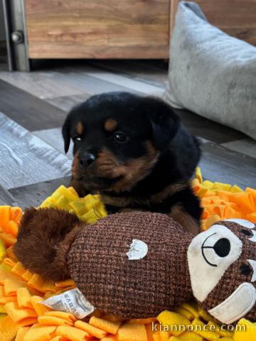 Adoption chiot rottweiler femelle 