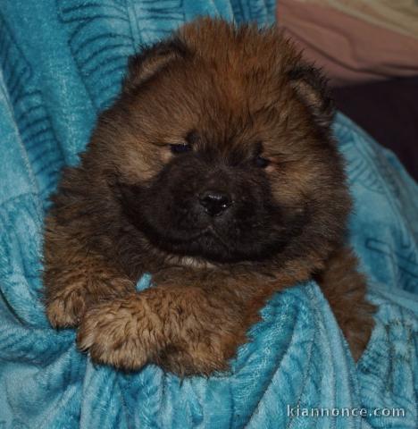 chiot chow-chow mâle 