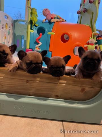 Chiot bouledogue français à donner 