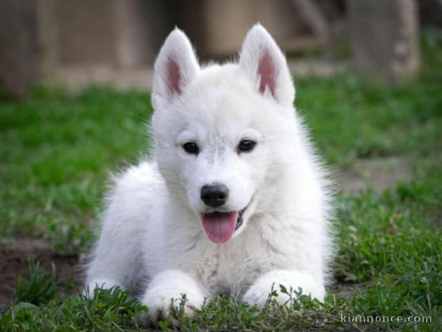 Husky Sibérien – chiot mâle