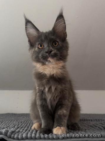 Adorable chaton maine coon disponibles 