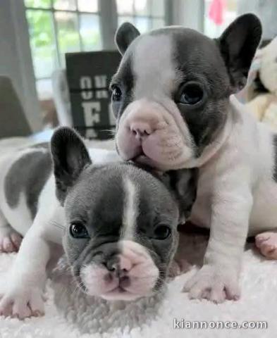 chiot bouledogue français a donner 