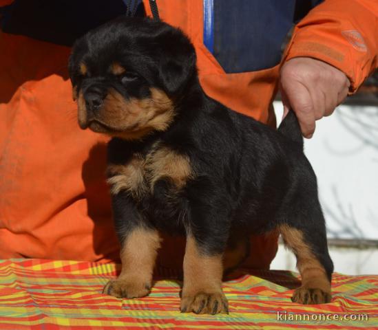 chiot rottweiler pour adoption 