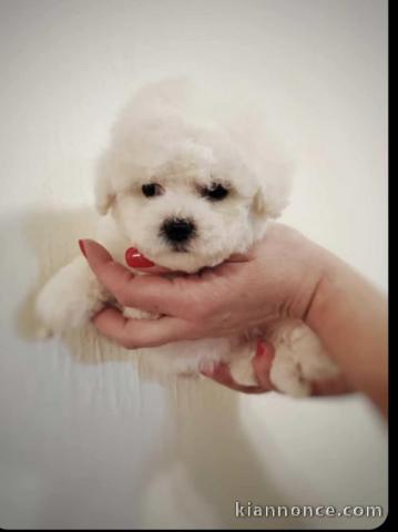 Chiots Bichon Frise à vendre