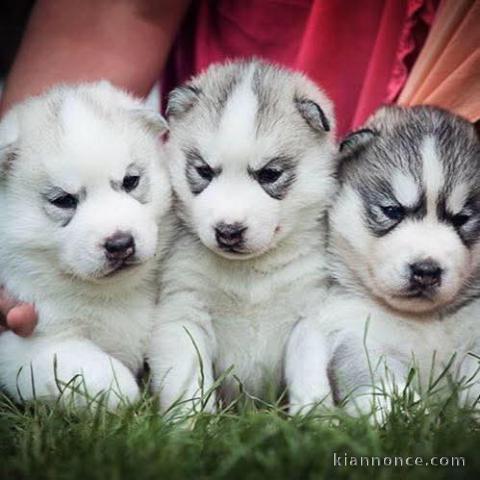 chiot type husky sibérien aux yeux bleus 