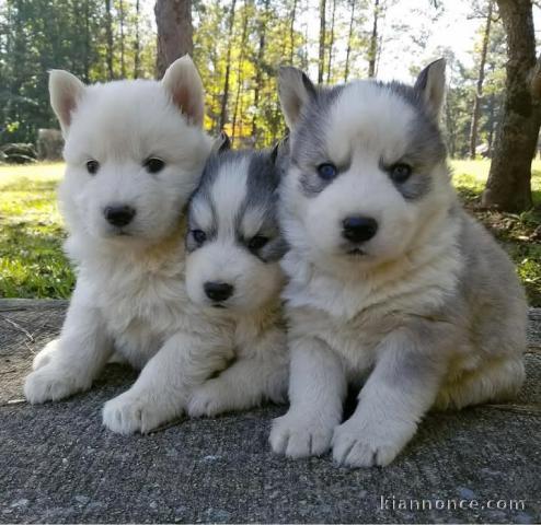 3 chiot husky sibérien aux yeux bleus à donner 