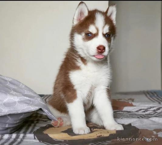 Chiot husky sibérien mâle donner 