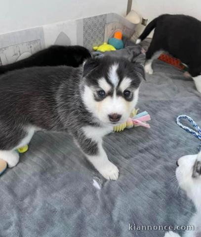 chiot type husky sibérien mâle à donner 