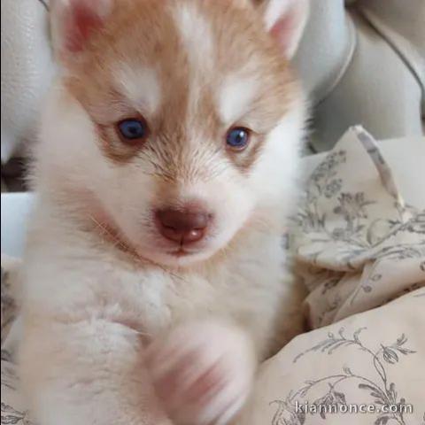 chiot husky aux yeux bleus a donner 