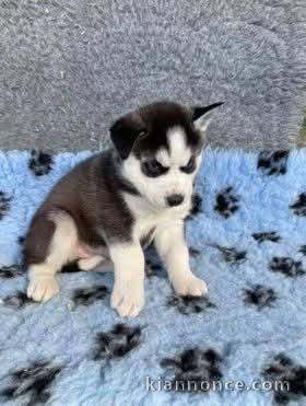 chiot husky prêt à adopter 