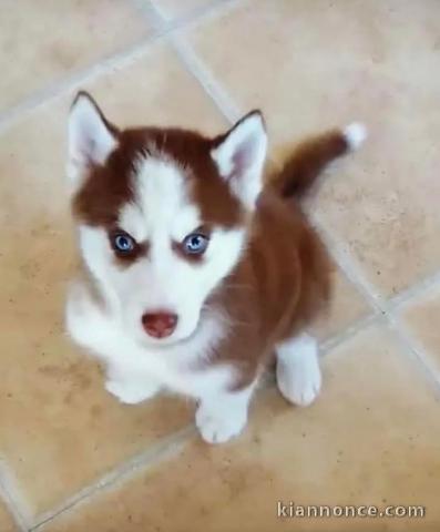 chiot a donner race husky 