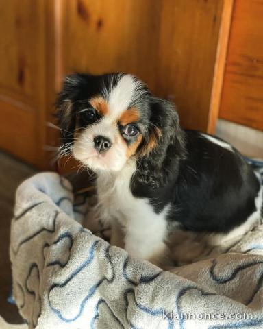 adorable chiot cavalier king charles mâle à donner 