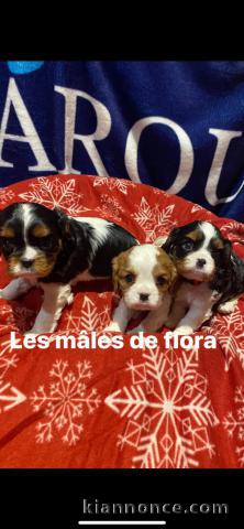 chiot cavalier king mâle et femelle 