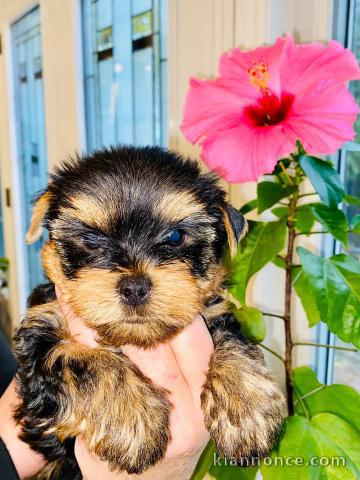 chiot race pure yorkshire terrier adorable 