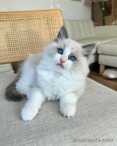 Un mâle à donner chaton ragdoll 