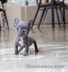 chiot race bouledogue français 