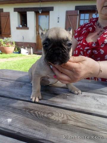 chiot bouledogue français mâle disponible 