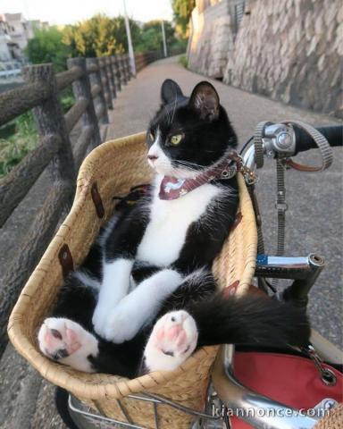 chaton à donner contre bon soin 