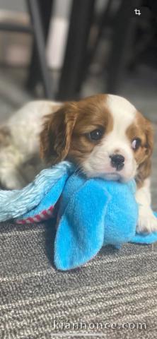 Donner chiot cavalier king charles 