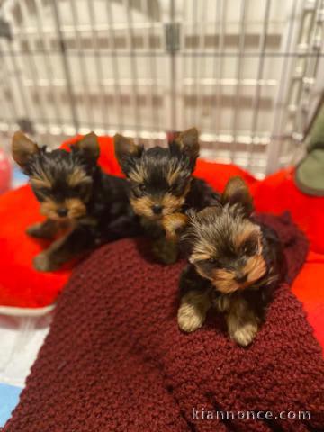 Adoption chiot yorkshire terrier adorable 