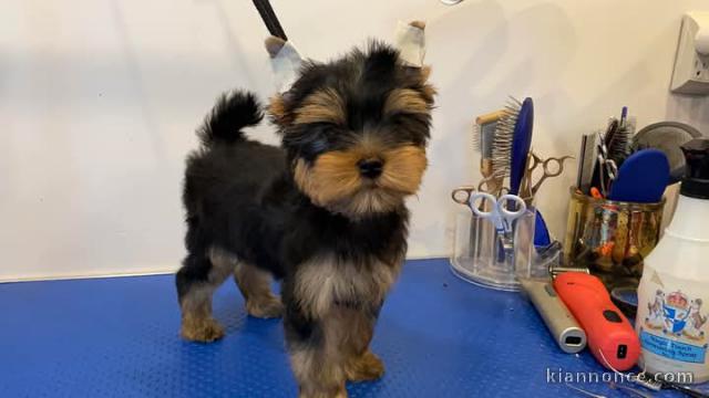 Dons chiot yorkshire terrier 