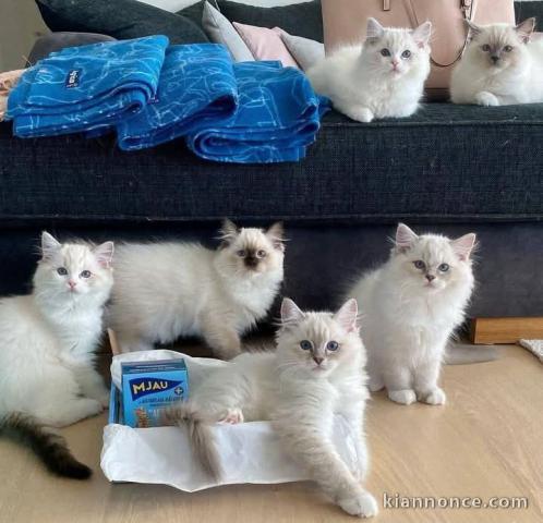 chaton ragdoll à donner contre bon soin 