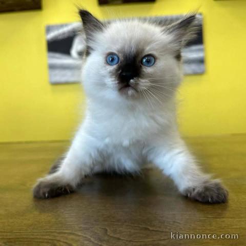 chaton ragdoll mâle pour adoption 