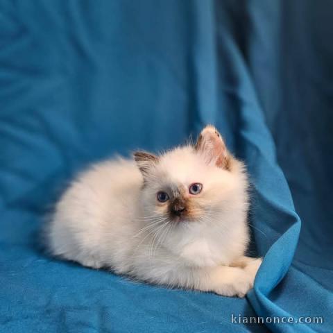 chaton ragdoll mâle pour adoption 