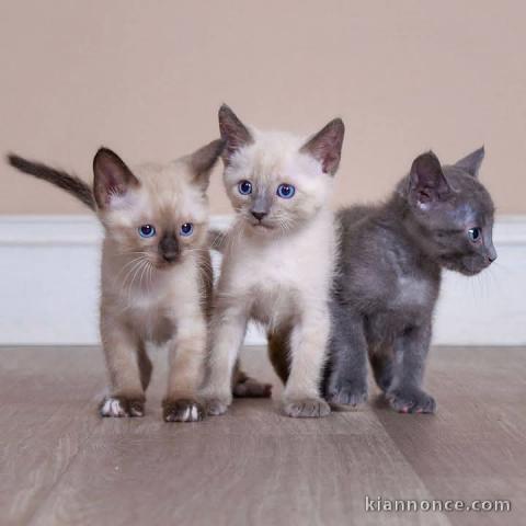 chaton ragdoll disponibles de suite 