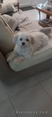 chiot bichon maltais mâle disponible 