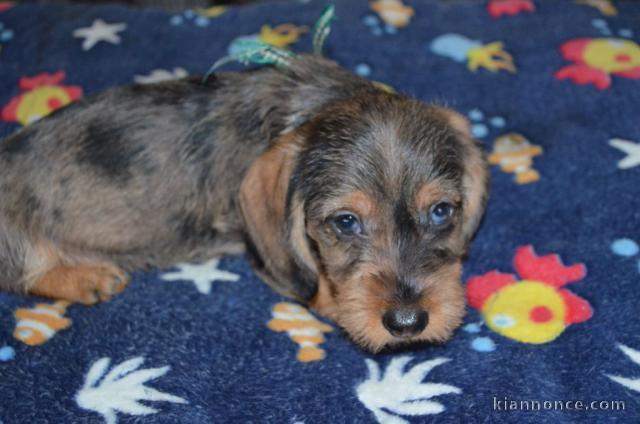 chiot Teckels mâle à donner 