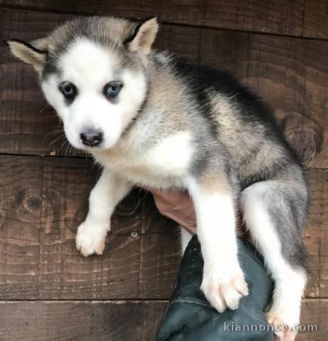 Je donne chiot husky 