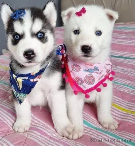 chiot type husky sibérien aux yeux bleus disponibles 