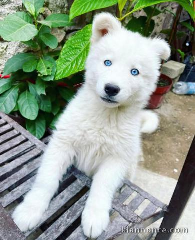 Race pure husky sibérien aux yeux bleus à adopter 