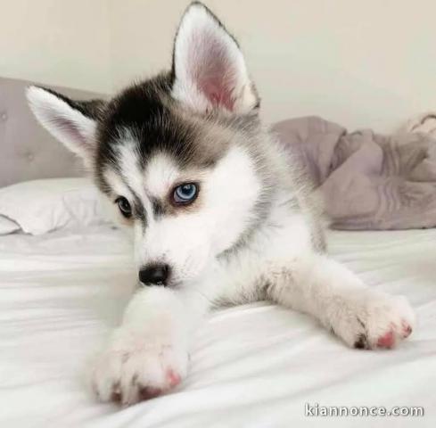 Je donne chiot husky sibérien 