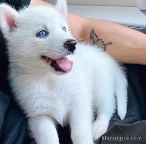 Magnifique chiots husky sibérien aux yeux bleus 