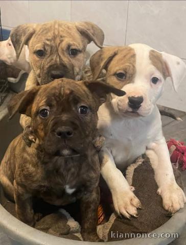 chiot staffie disponibles pour adoption 