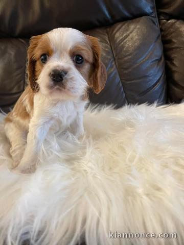 Dons chiot cavalier king charles disponibles 