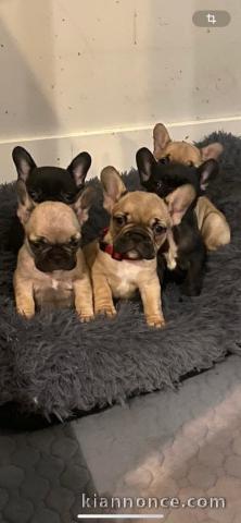 Magnifique chiots bouledogue français a donner 